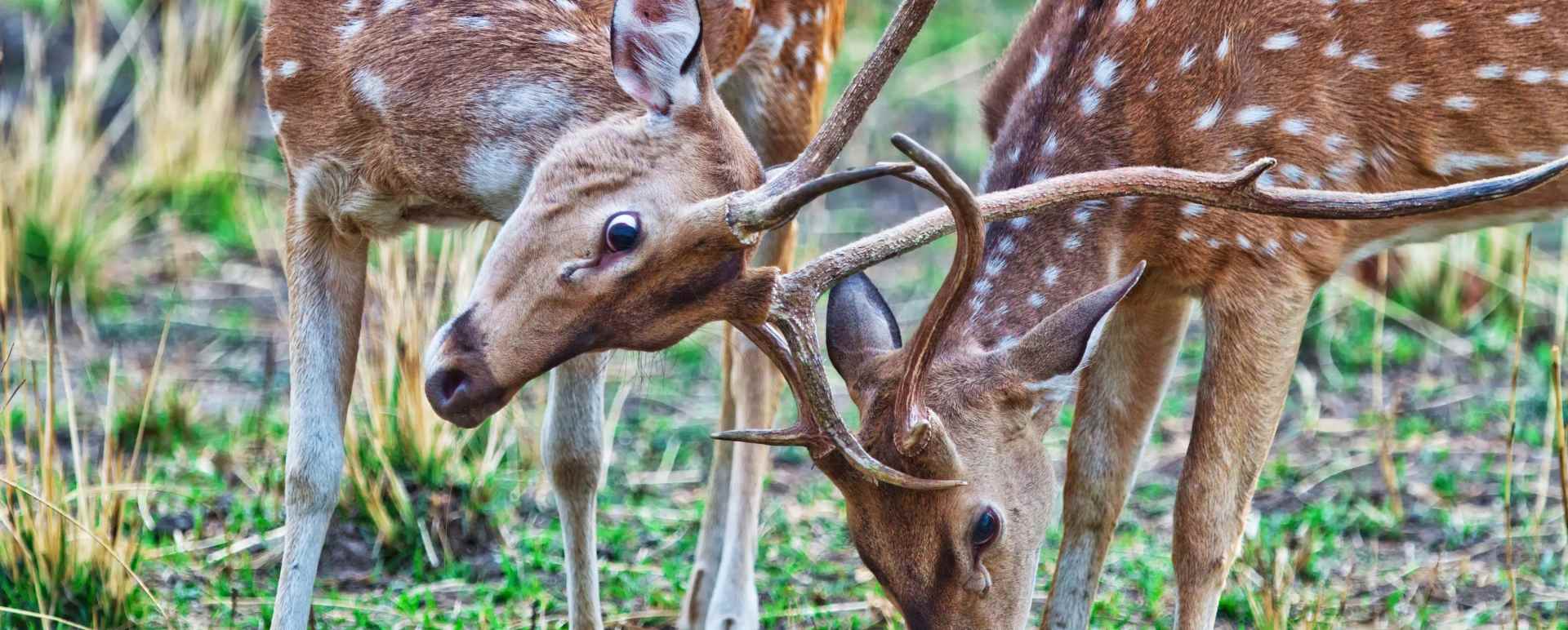 Wild India  