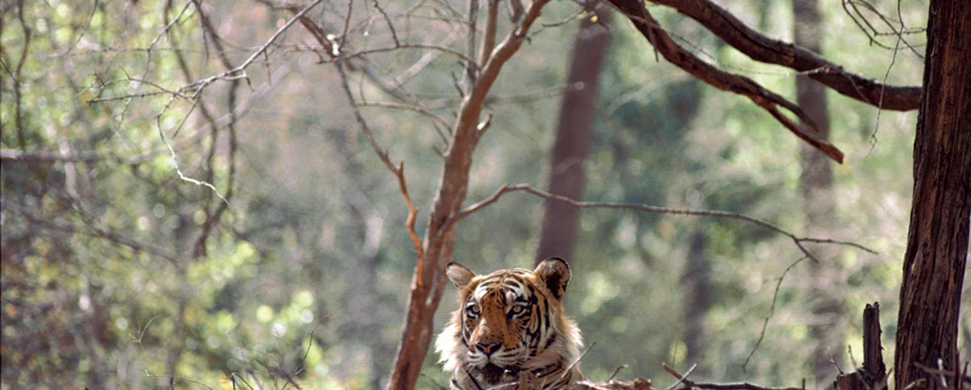 Wild India  