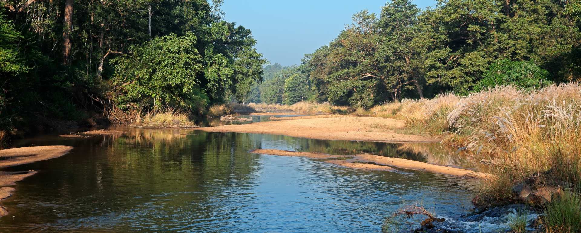 Wild India  