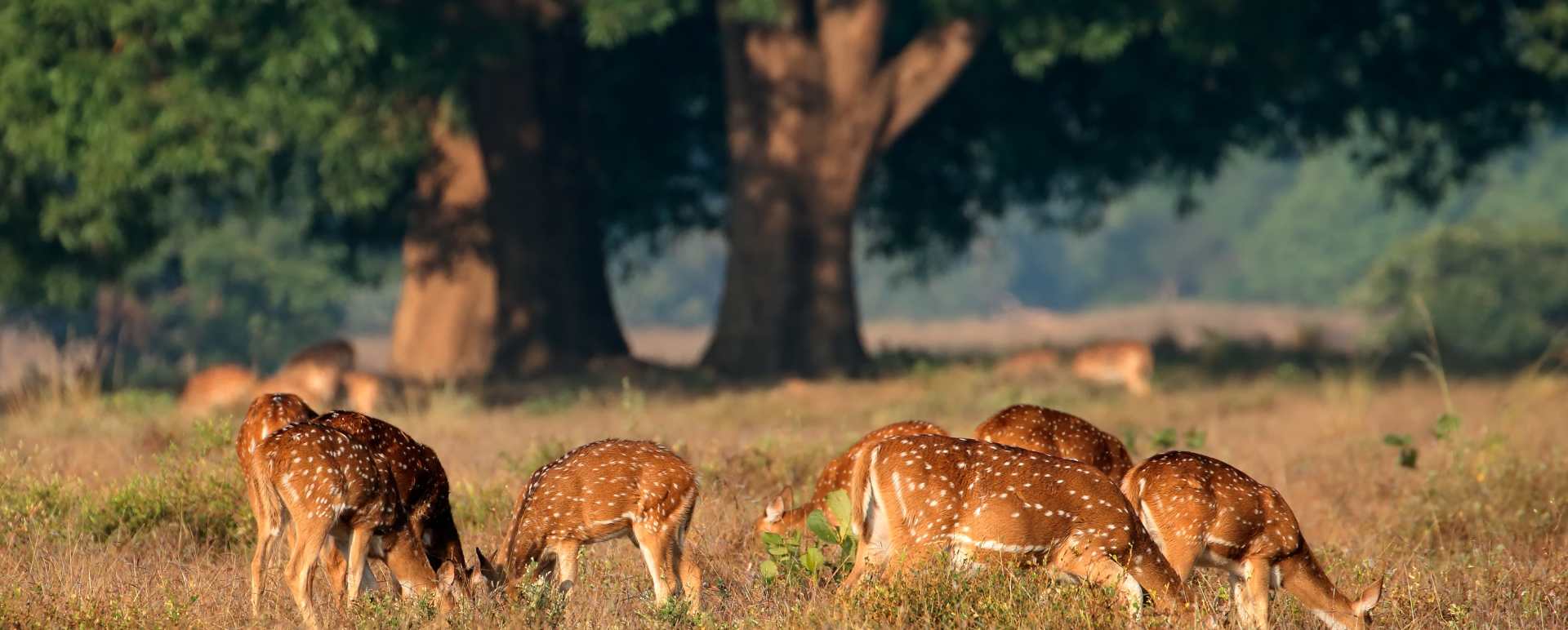 Wild India  