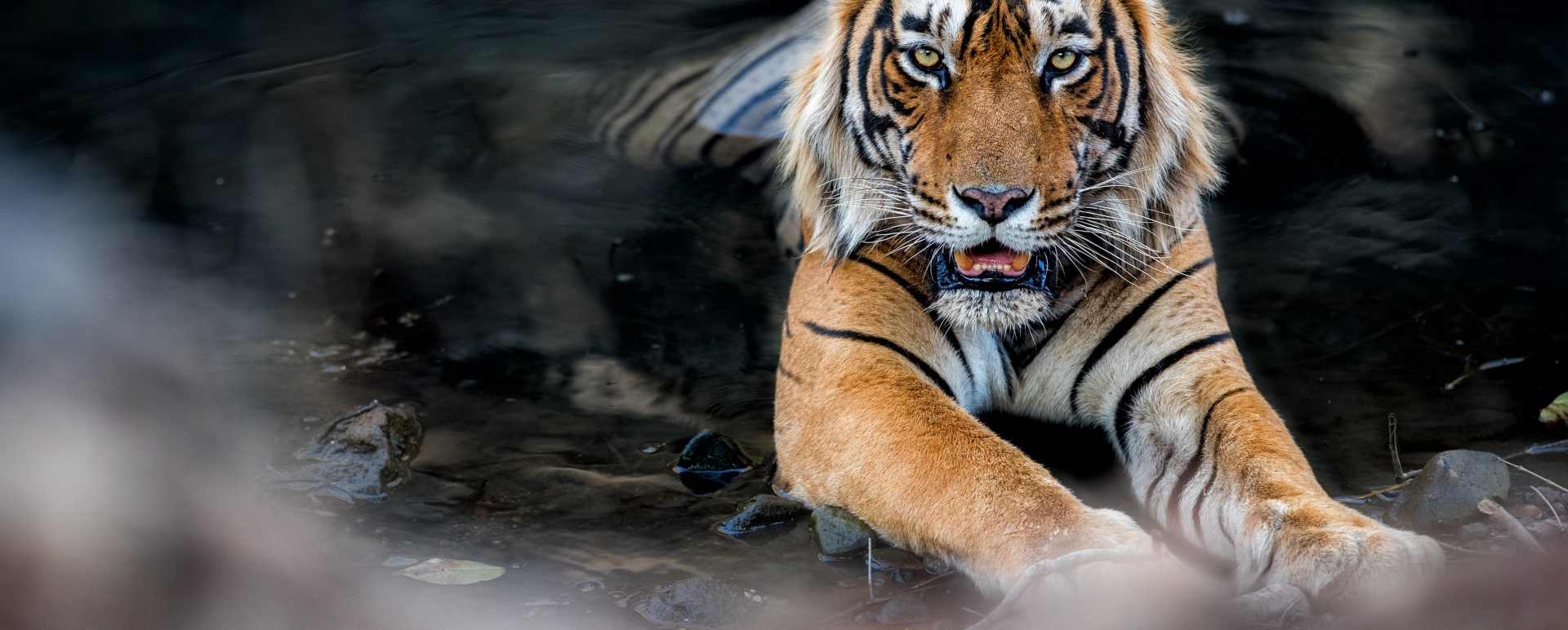 India wildlife tours and safaris