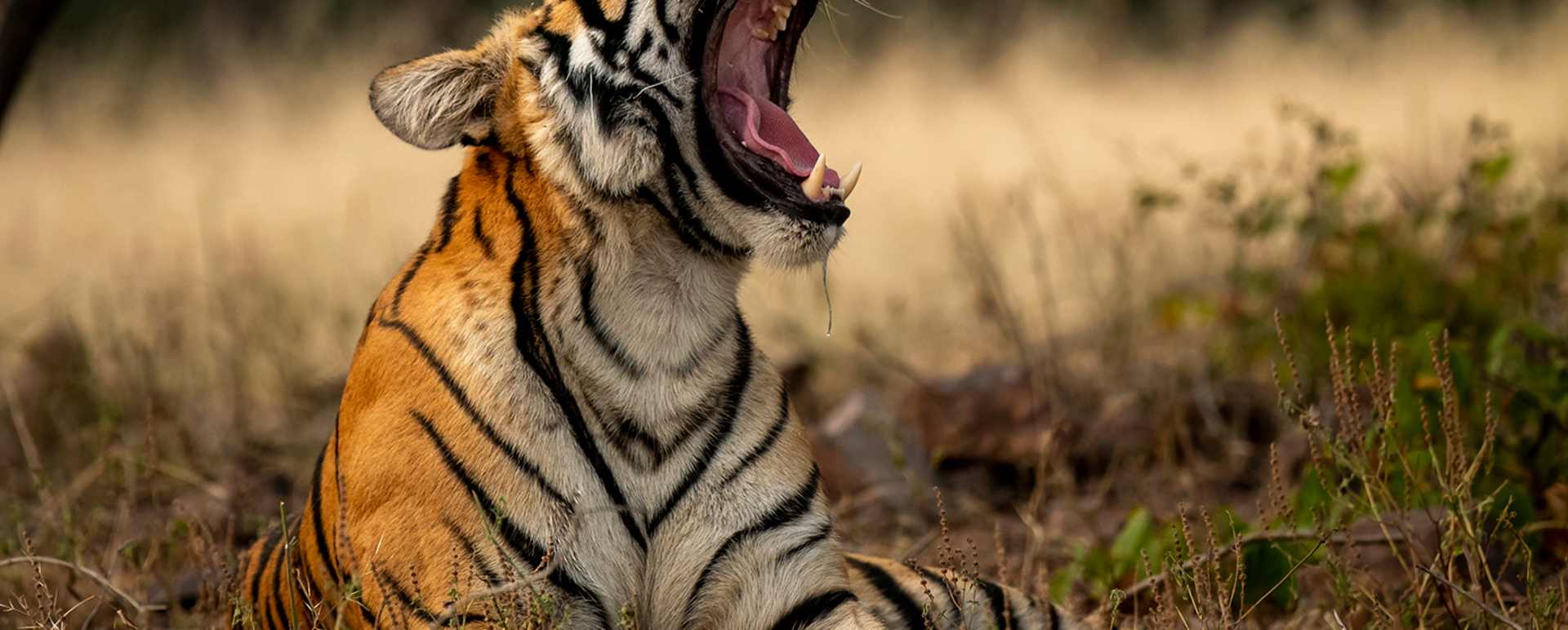 Wildlife Holidays
