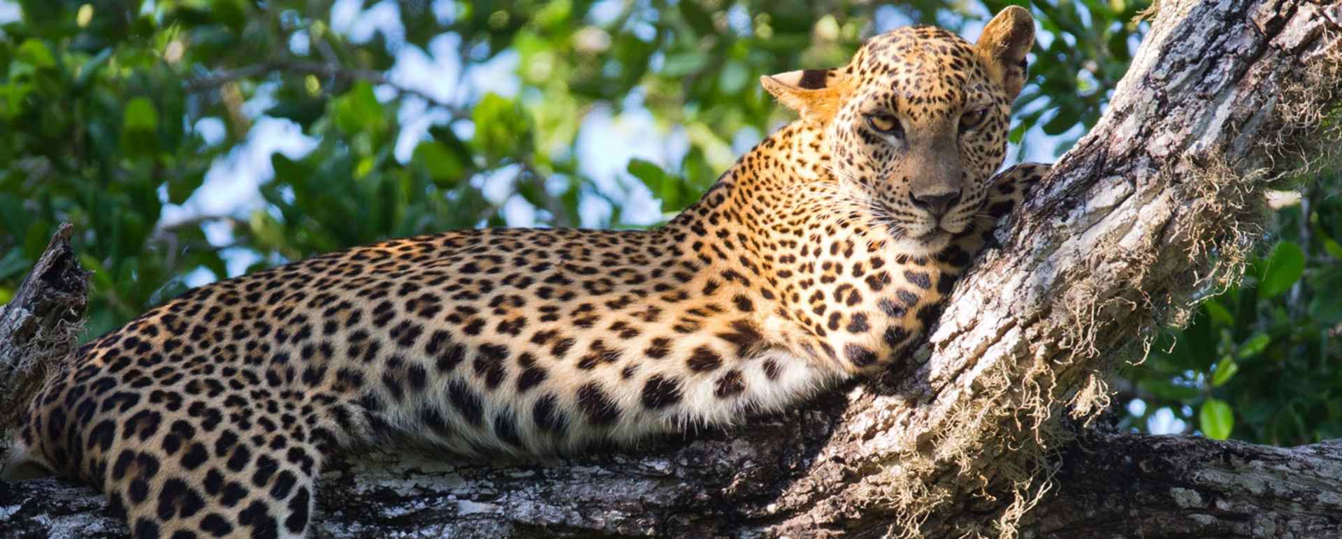 Wildlife