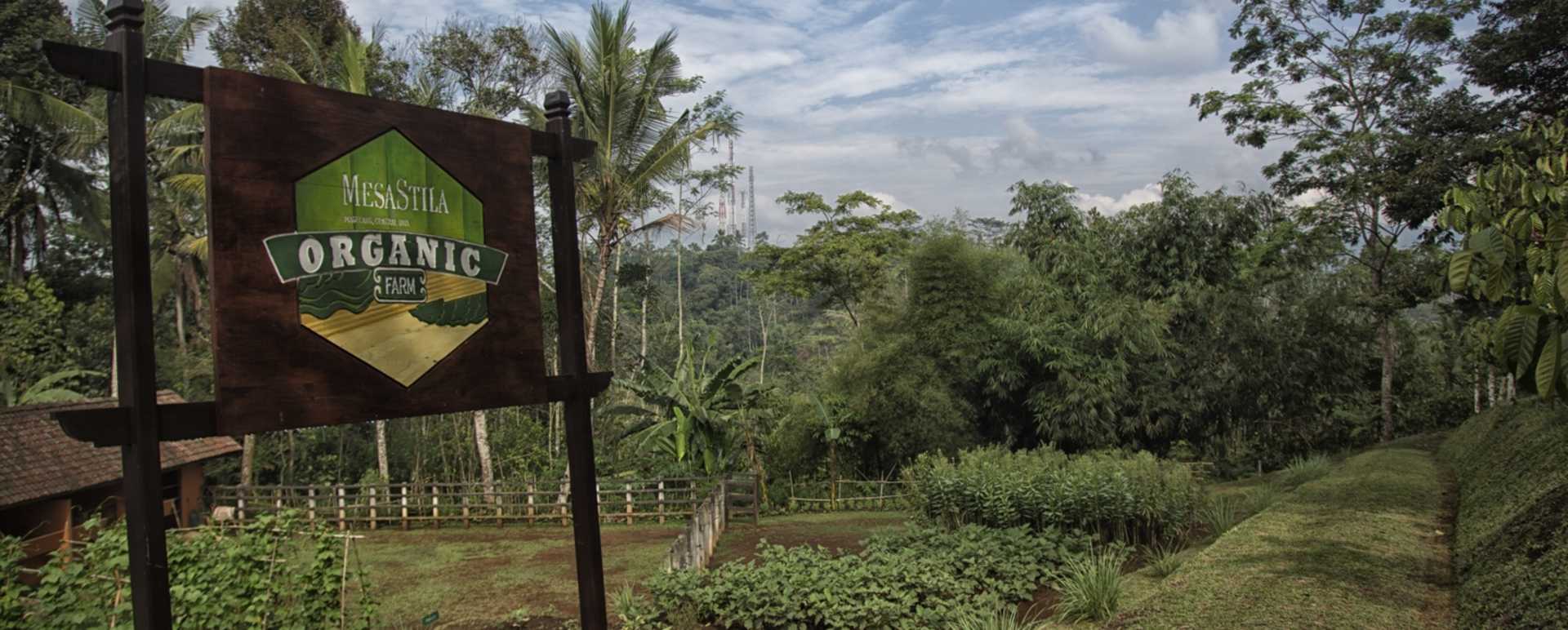 Organic Vegetable Garden - MesaStila