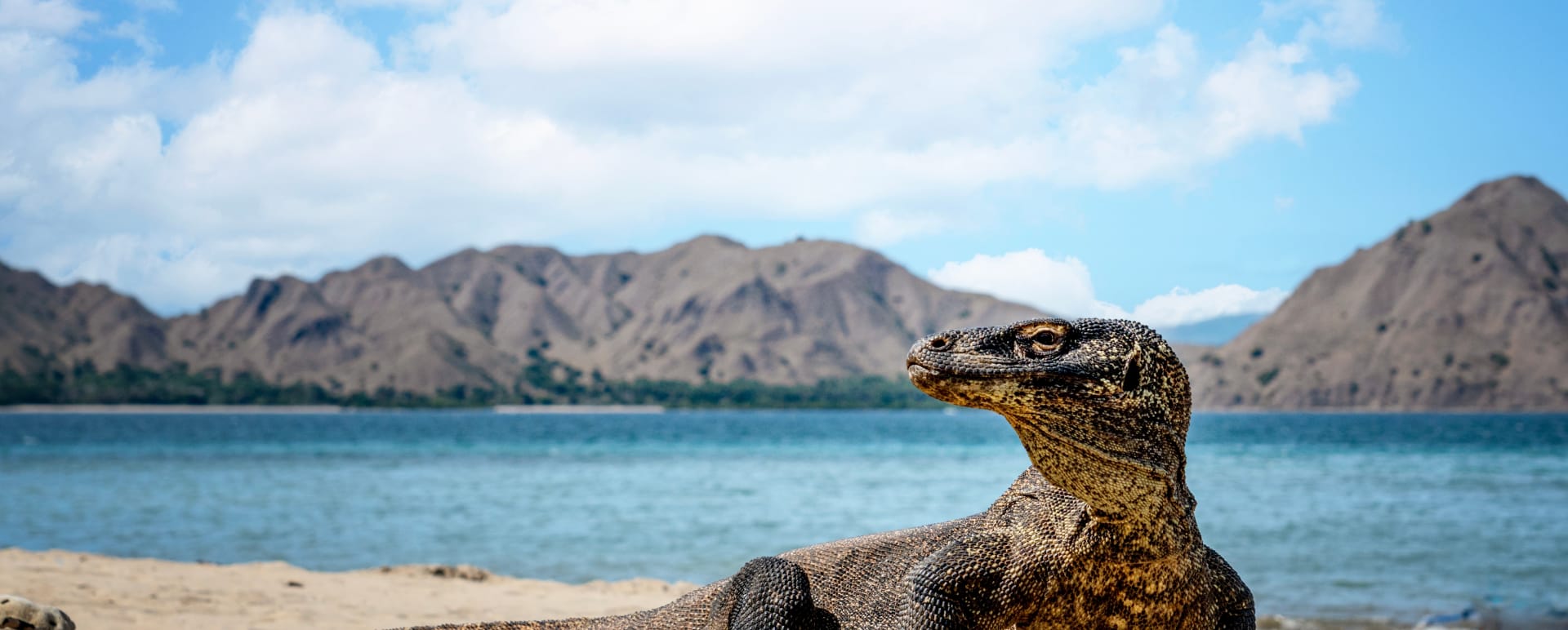 Bali Komodo and Australia A Journey through Paradise and Beyond