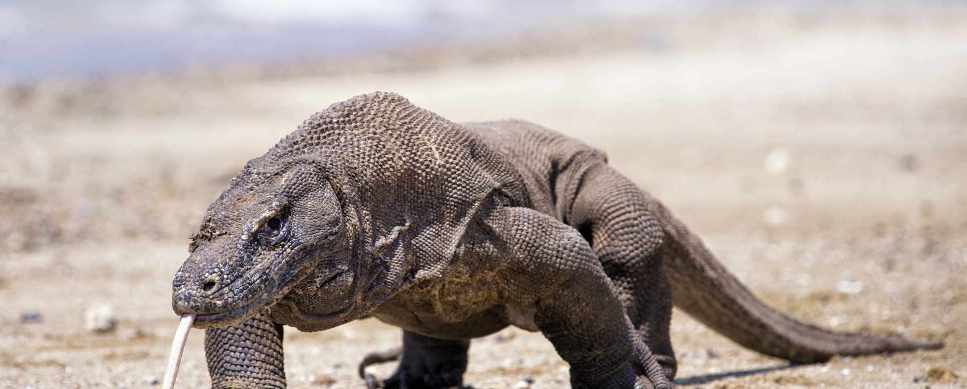 Komodo Dragon 