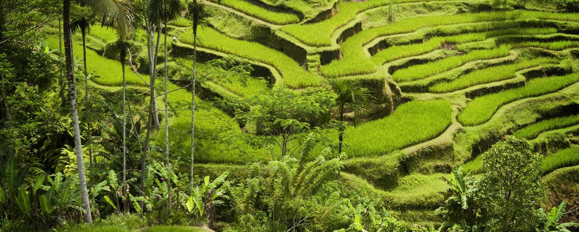 Ubud 