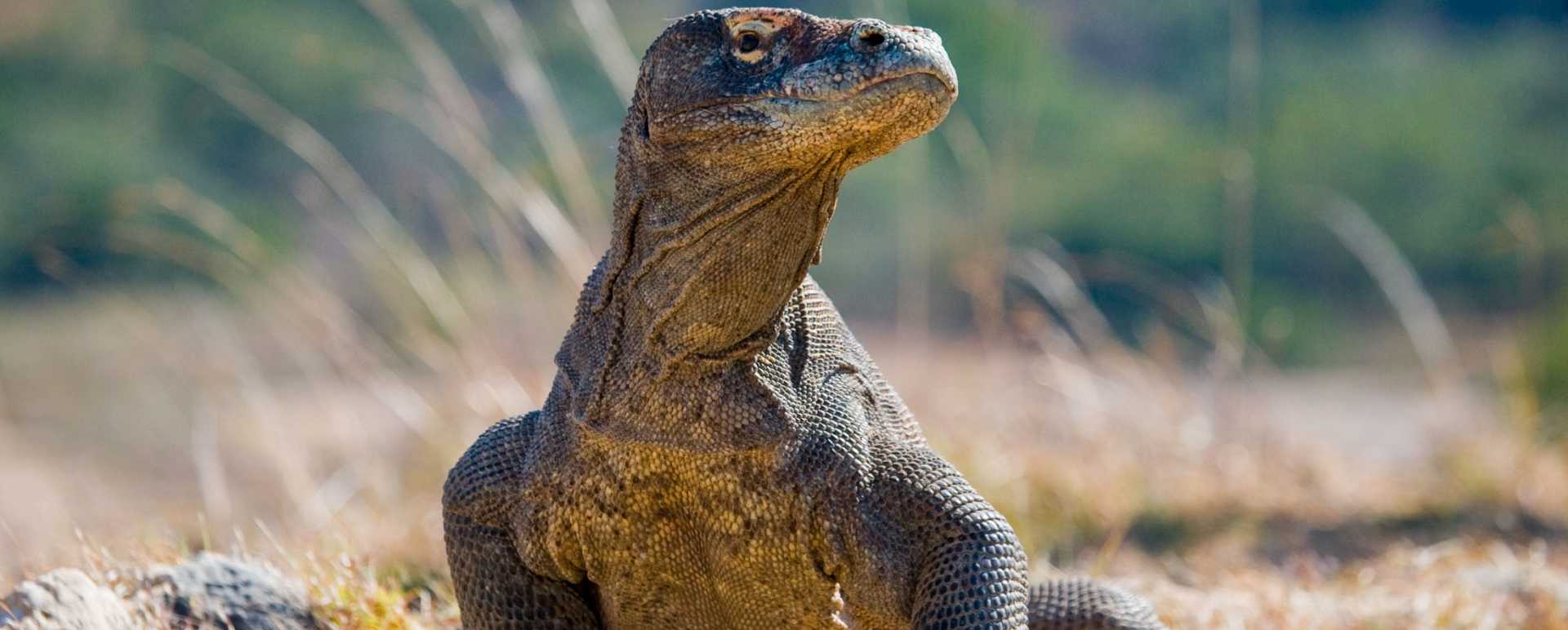 Komodo Dragon  