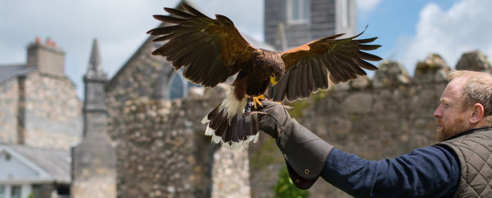 Falconry 