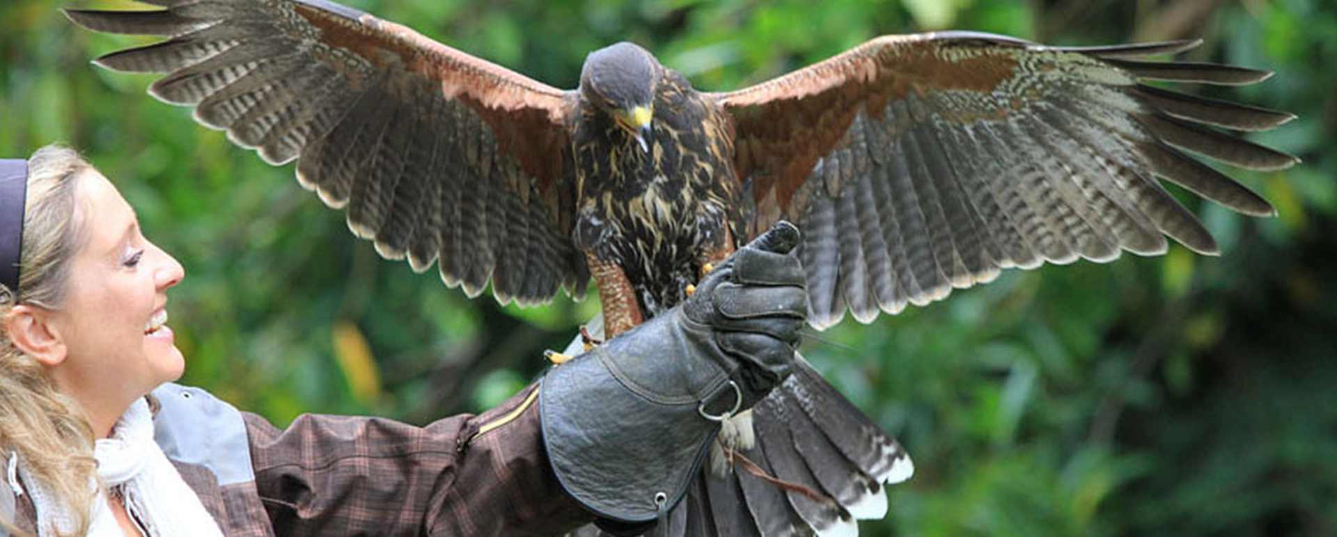 Falconry at Ashford Castle