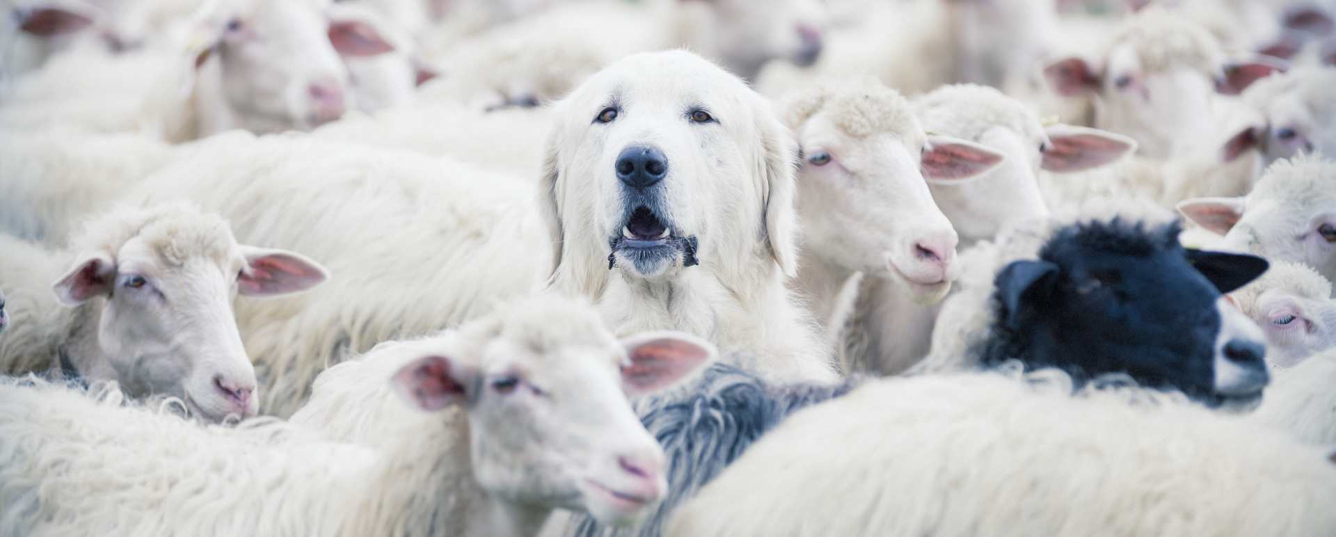 Working Sheep Dog demonstration