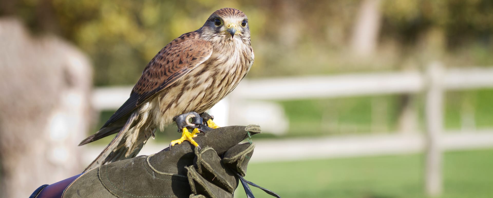 Falconery 