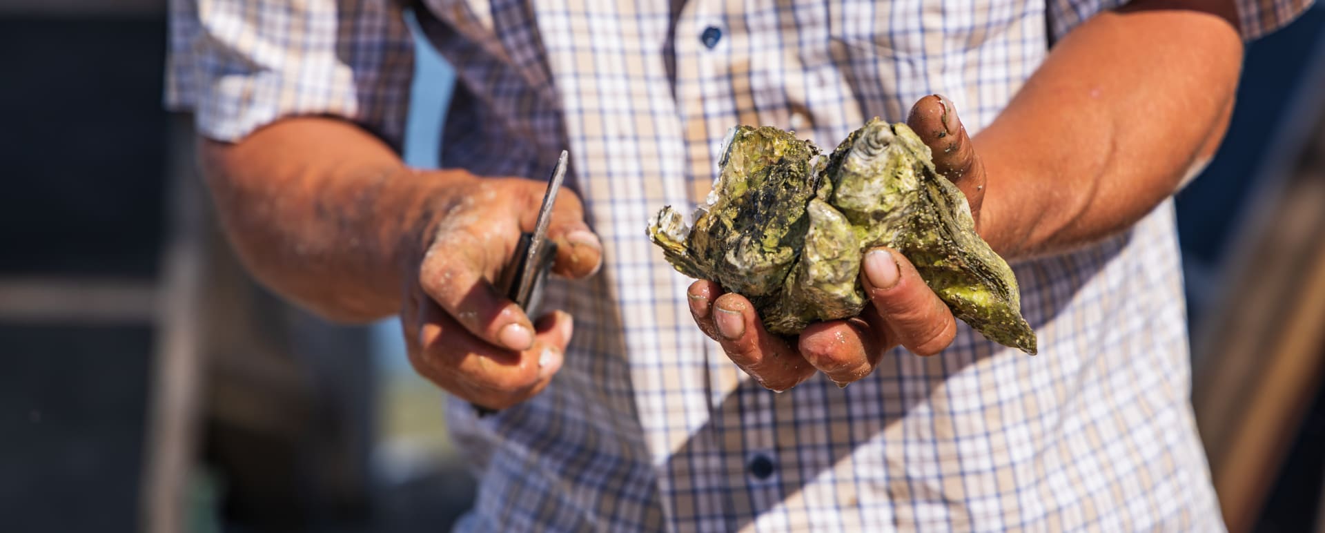 Oysters  