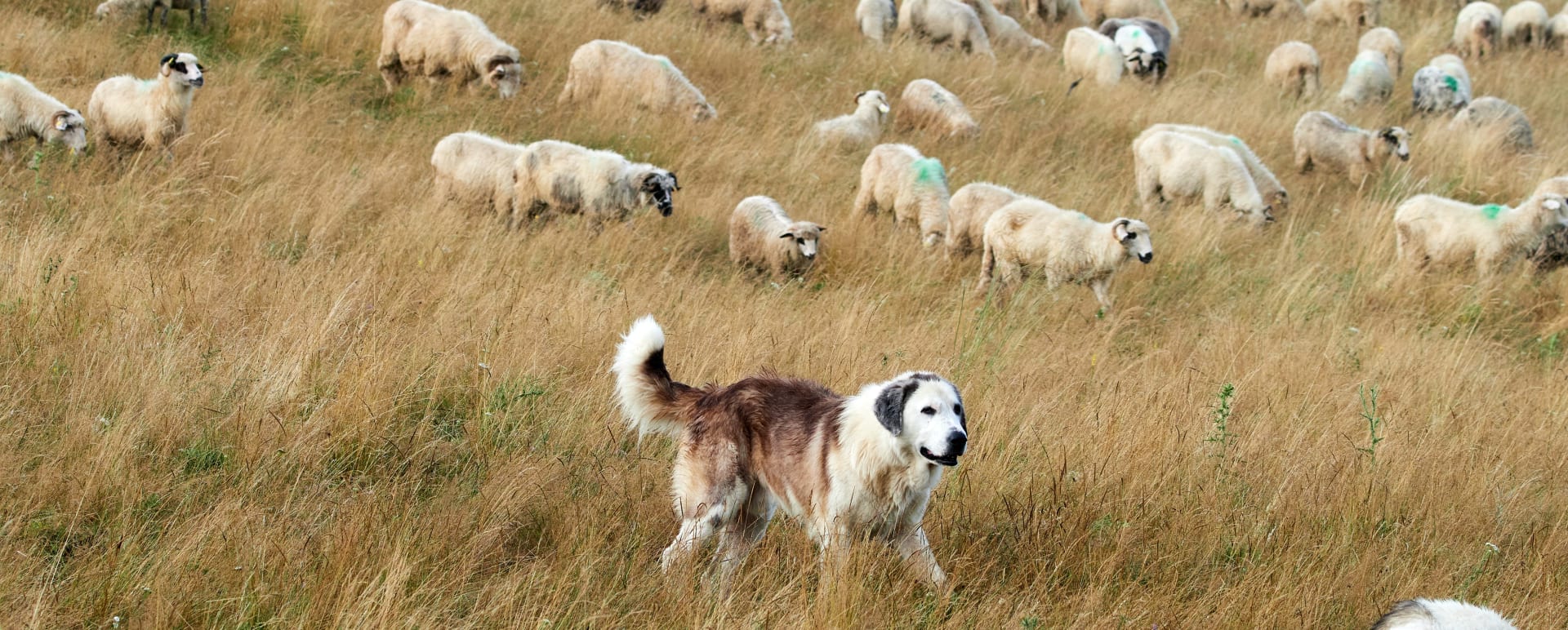 Sheepdog 