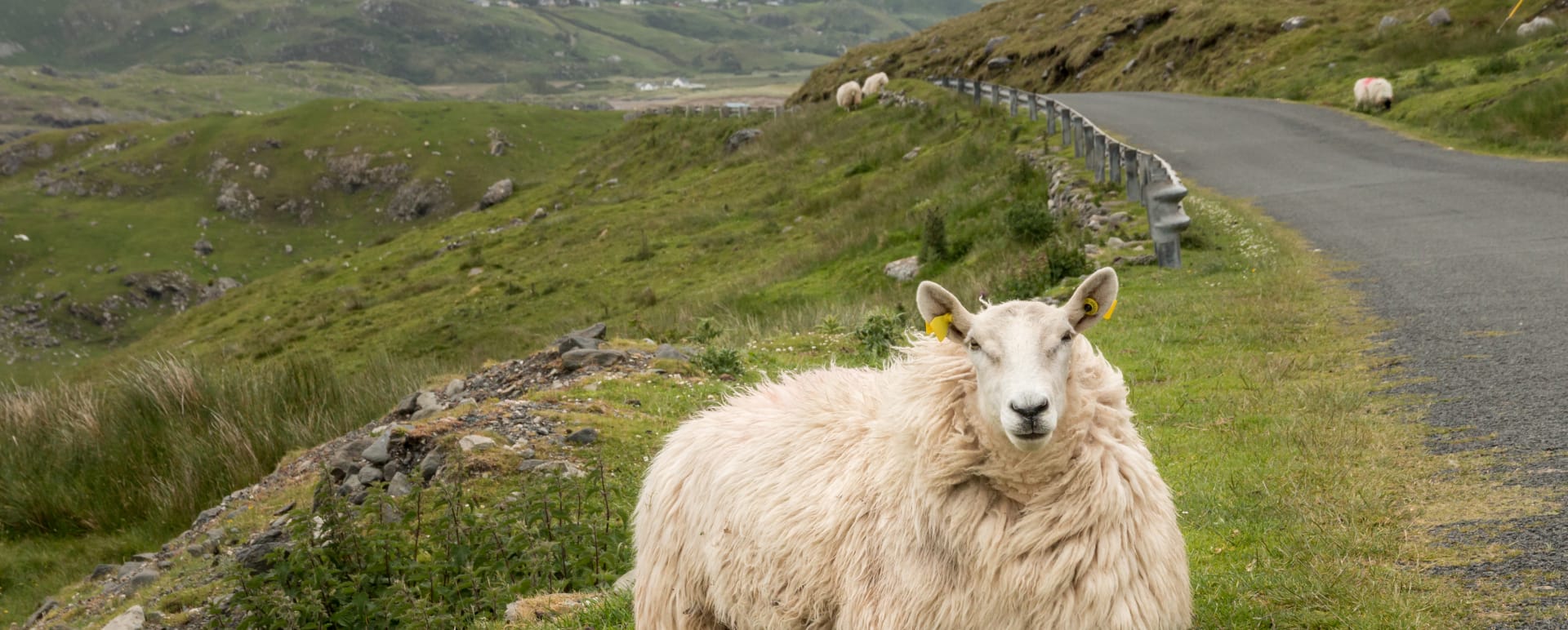 Sheep 