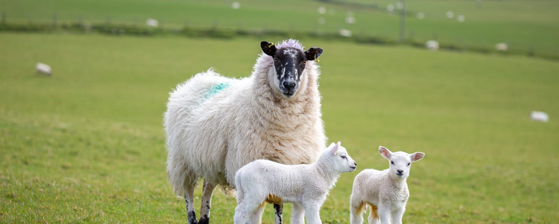 Sheeps 