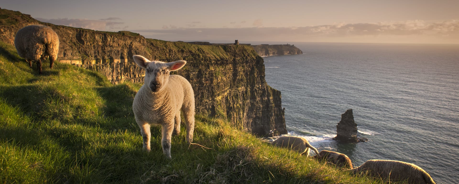 Sheep 