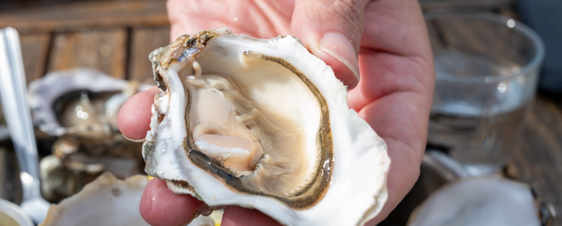 Oysters 