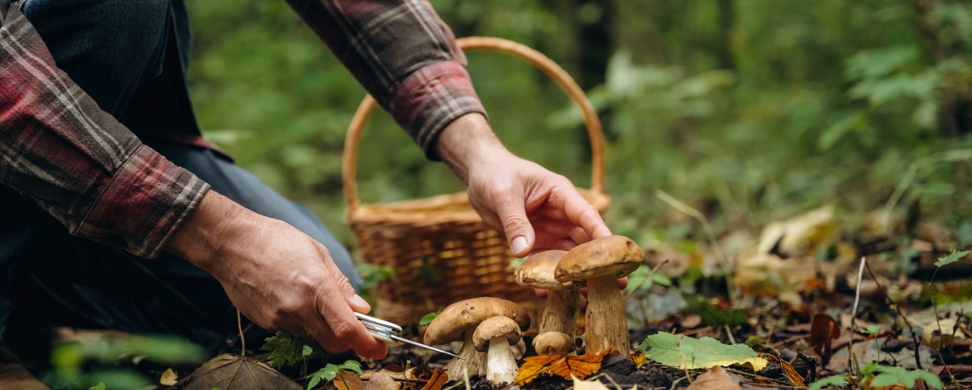Foraging 