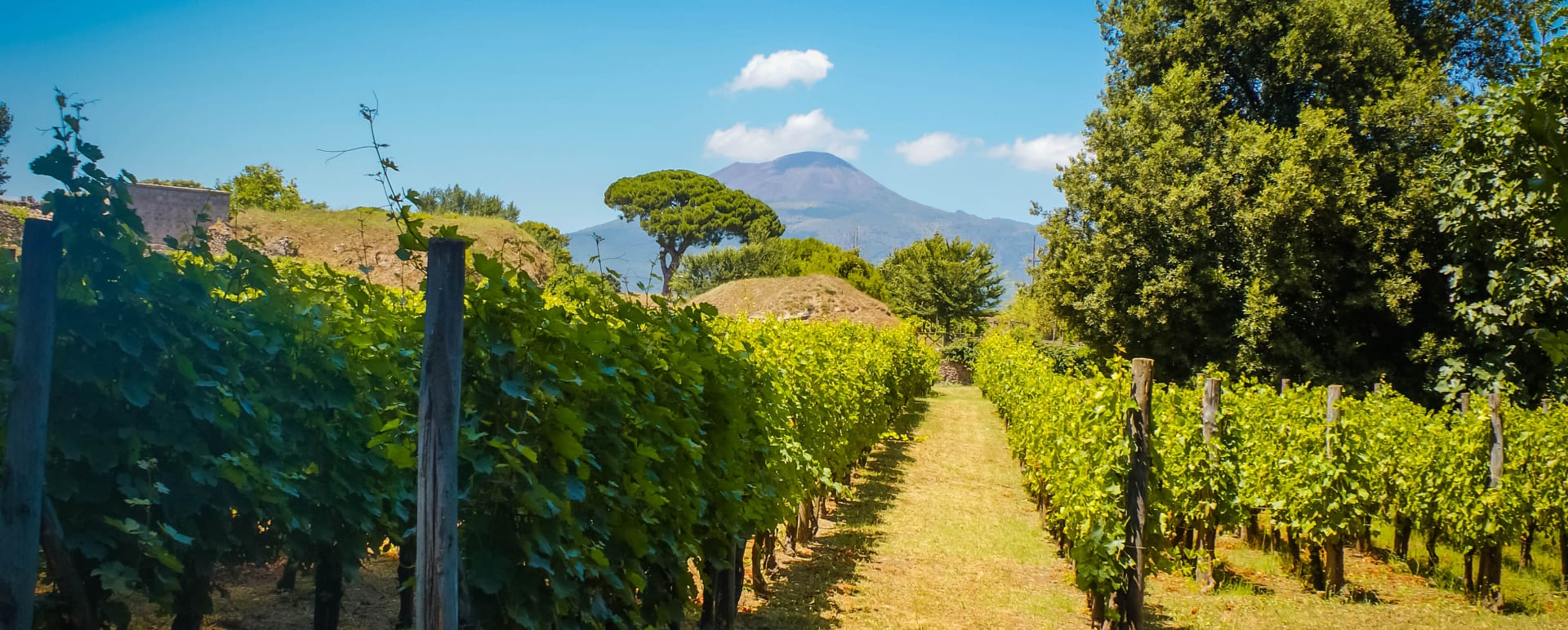 A Vesuvian vineyard