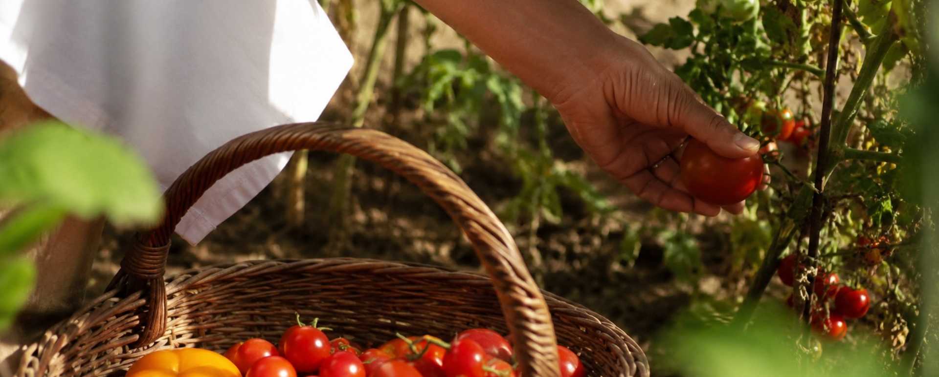 Casa Angelina Conscious Cuisine Experience Tomato Harvest Preserve Journey
