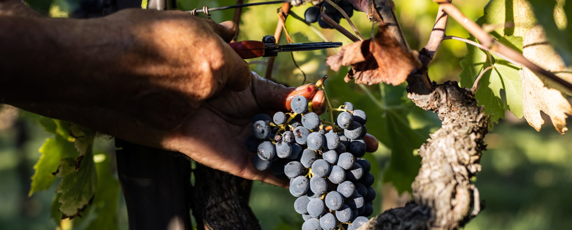 Conscious Cuisine Wine Estate San Felice