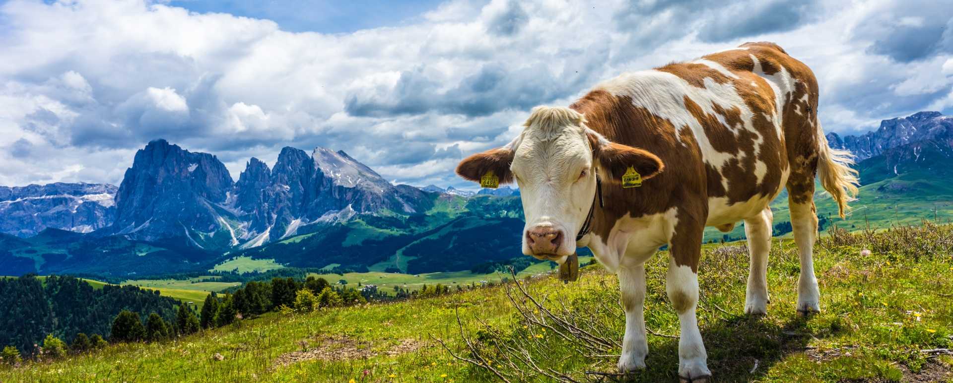 Hiking and dairy visit in the Alpe di Siusi