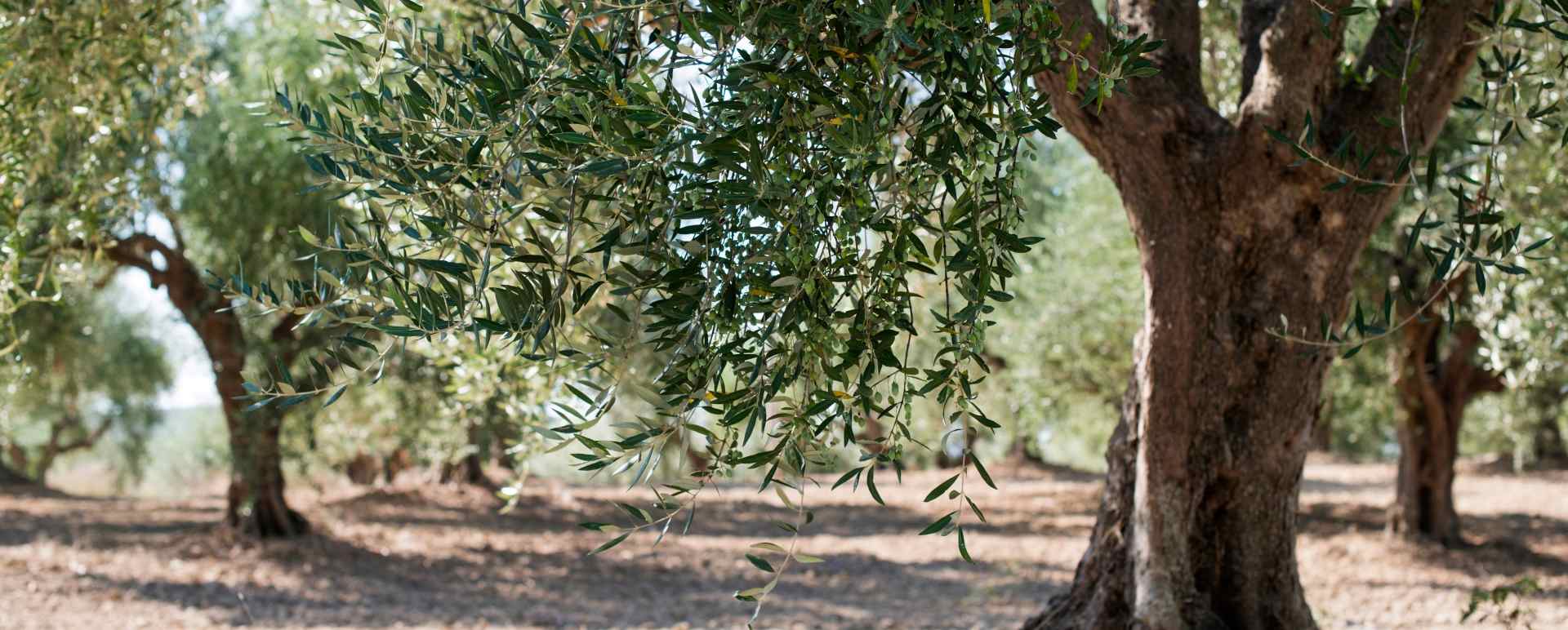 Meet the Olive Oil producer with the Lombardi Family
