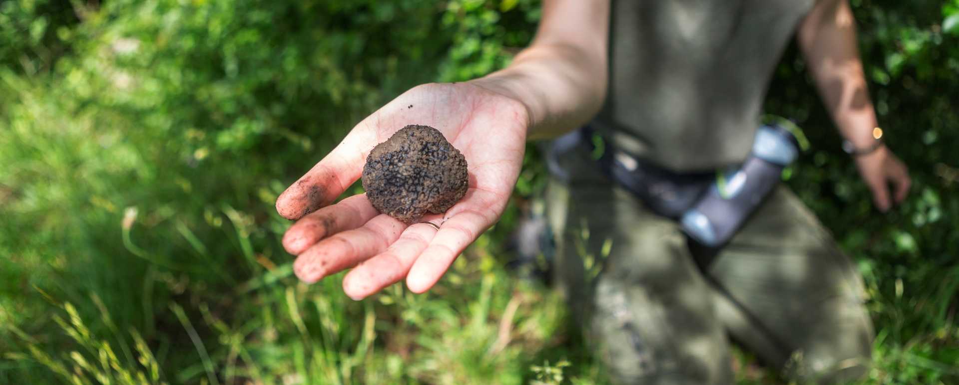 Truffle hunting in the Langhe