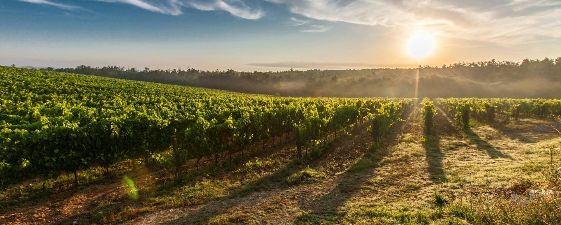 Vineyard walk and wine tasting
