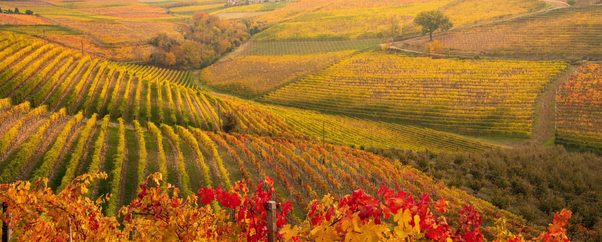 Wine Tour in Langhe