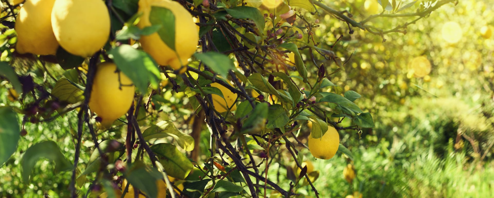 lemon  