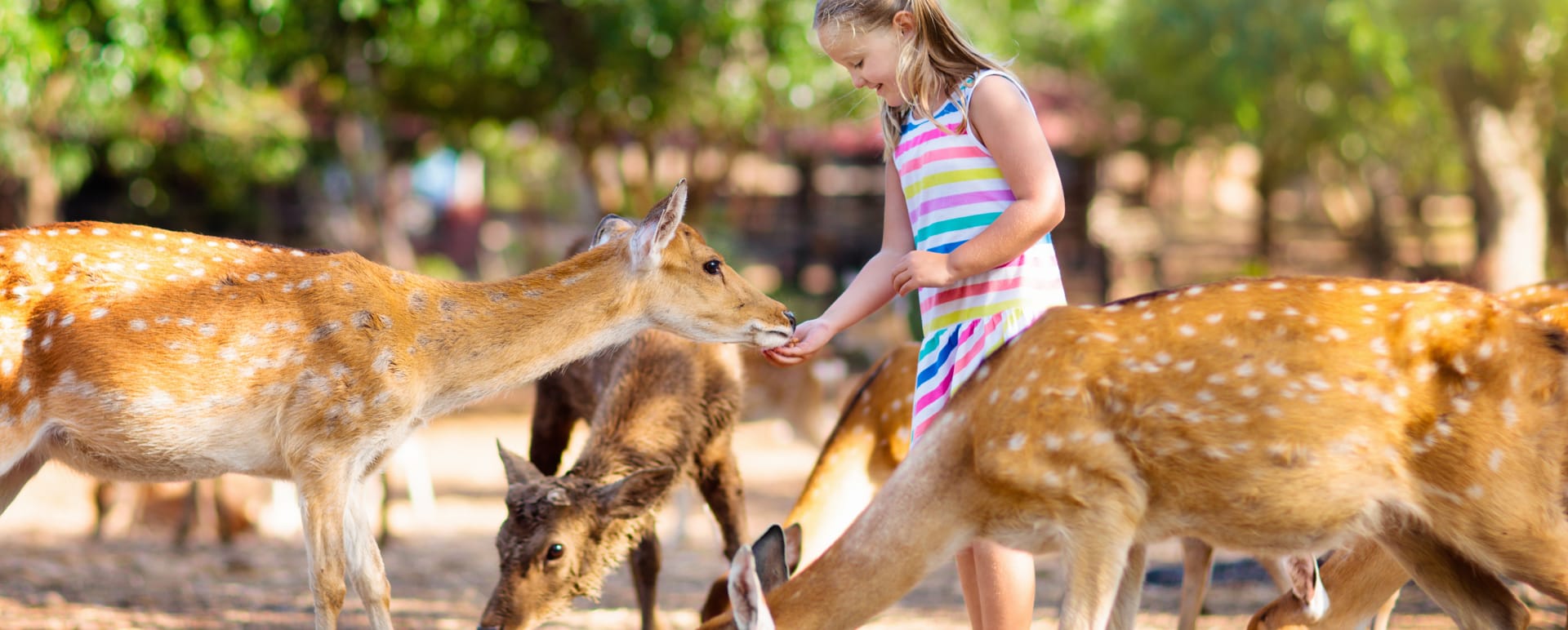 farm animals  