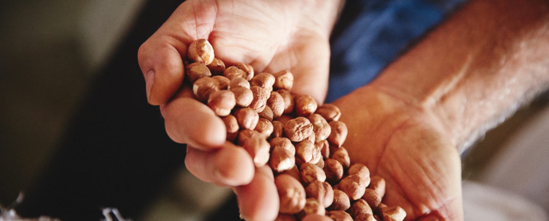 hazelnut 