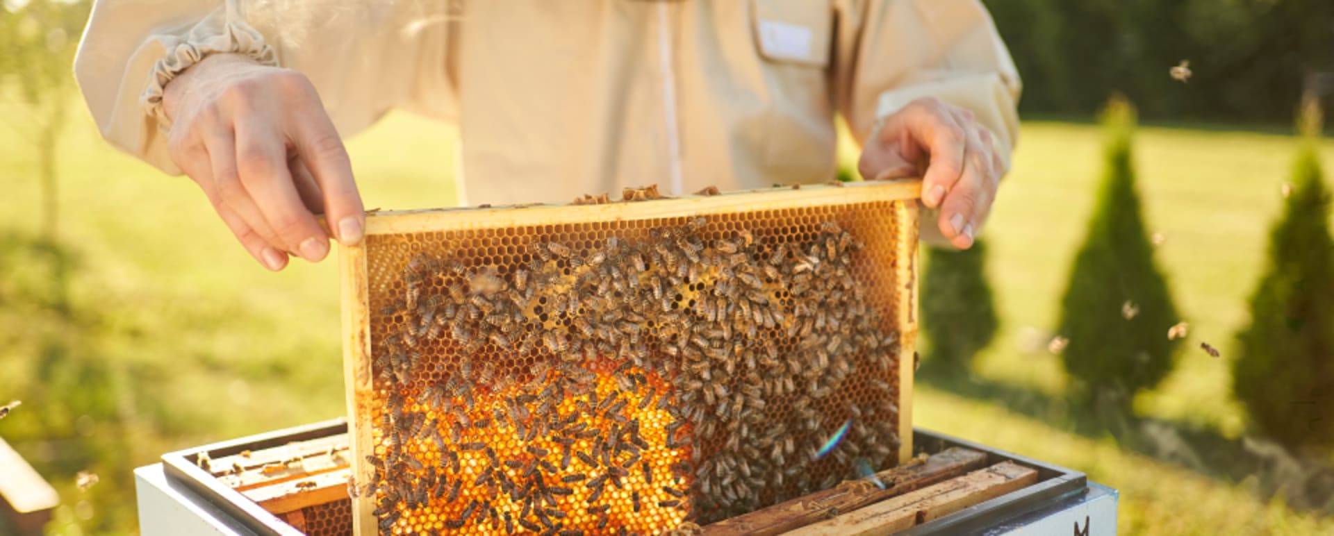 beehive 