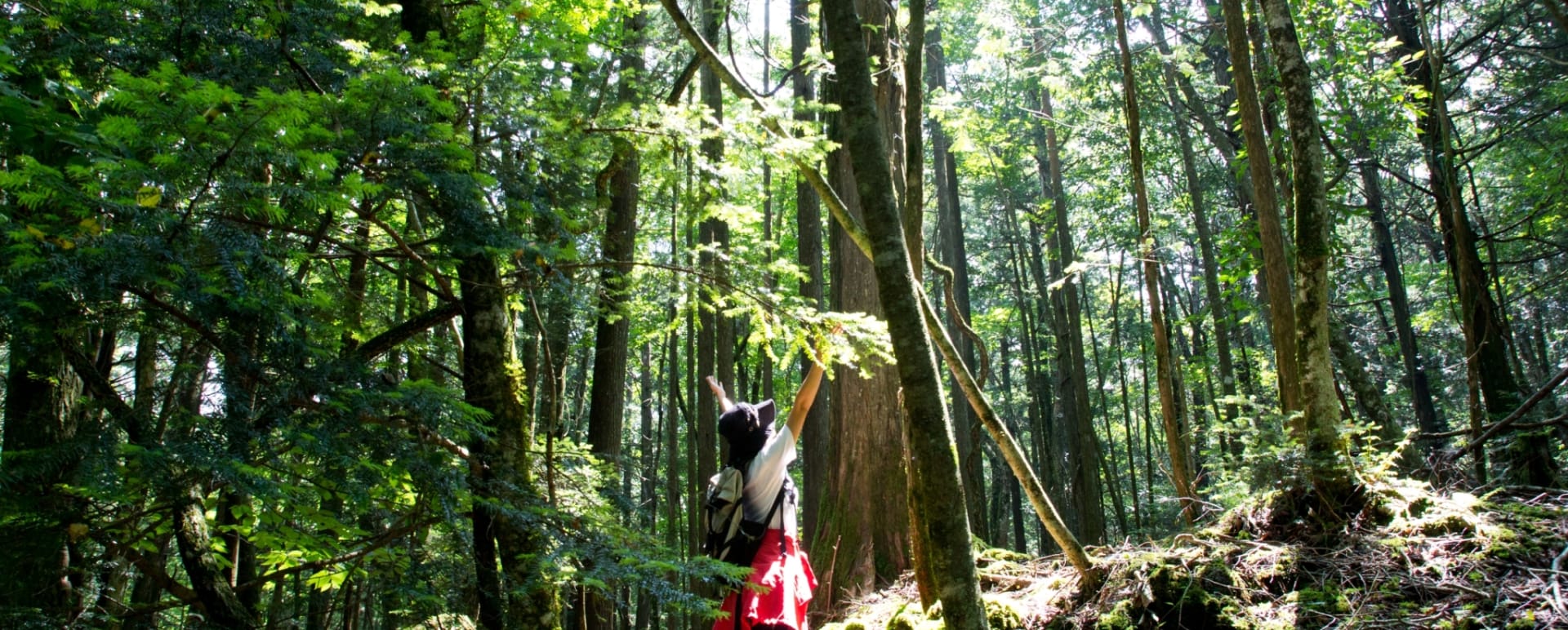 Forest - Hanz Outdoor Resort  