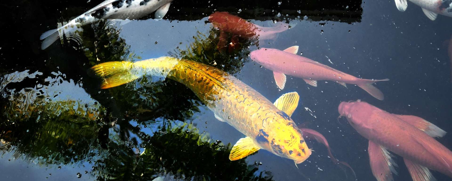 Fish - Hidatei Hanaougi