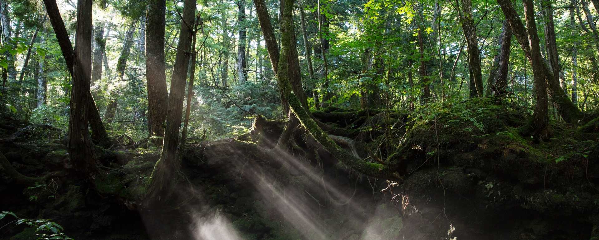 Forest - Credit Hoshinoya Fuji