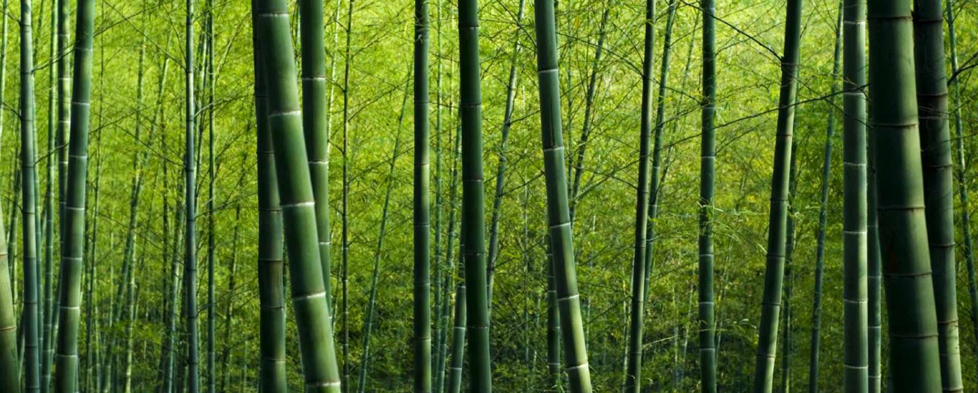 Discover Rest of Japan