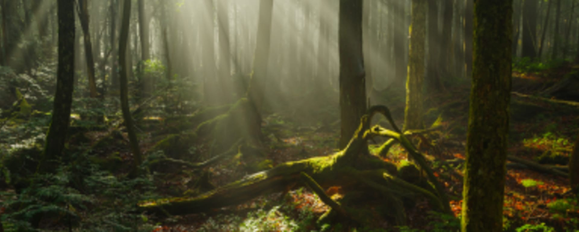 Aokigahara Forest and Lava Trails