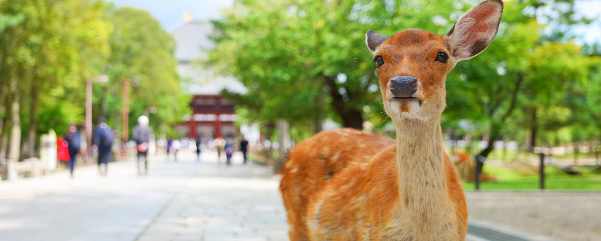 Nara City Tour