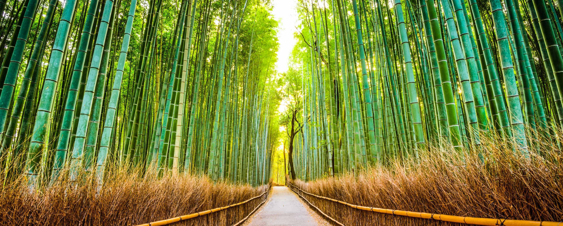 Takenomichi Kyoto 