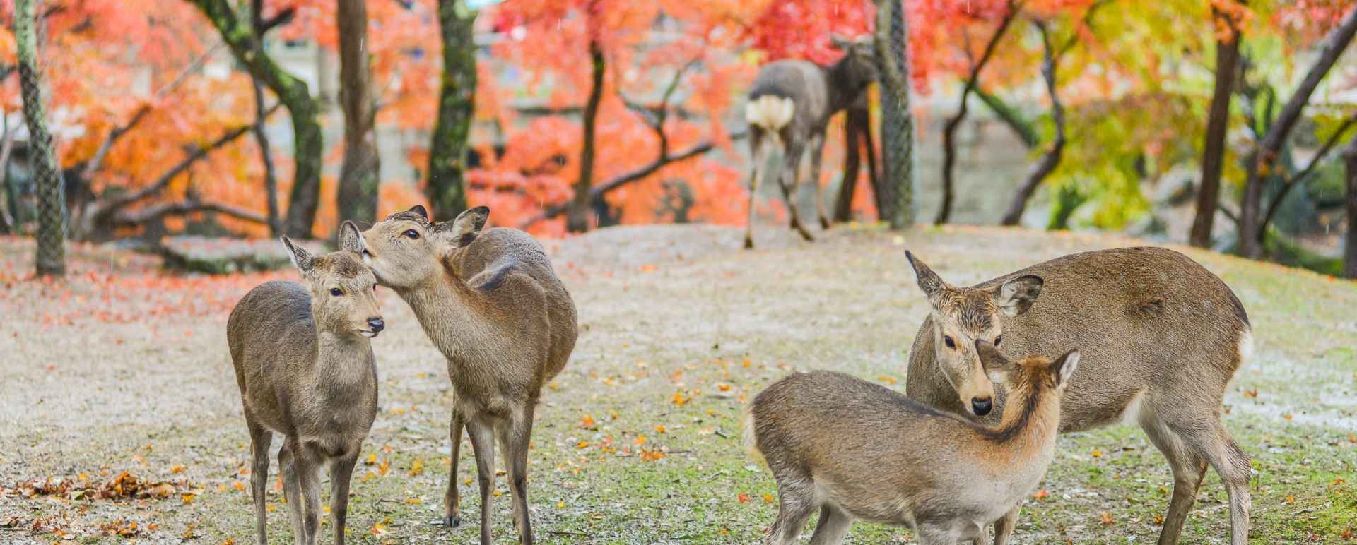 Nara Deer 