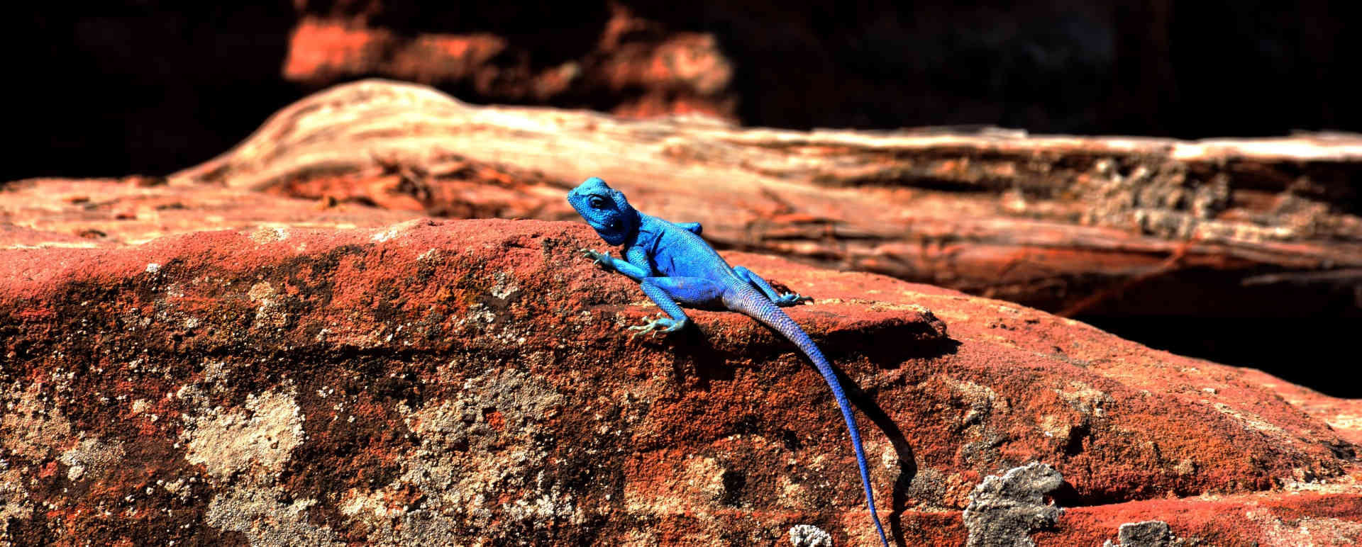 Sinai Lizard - Jordanian Adventure