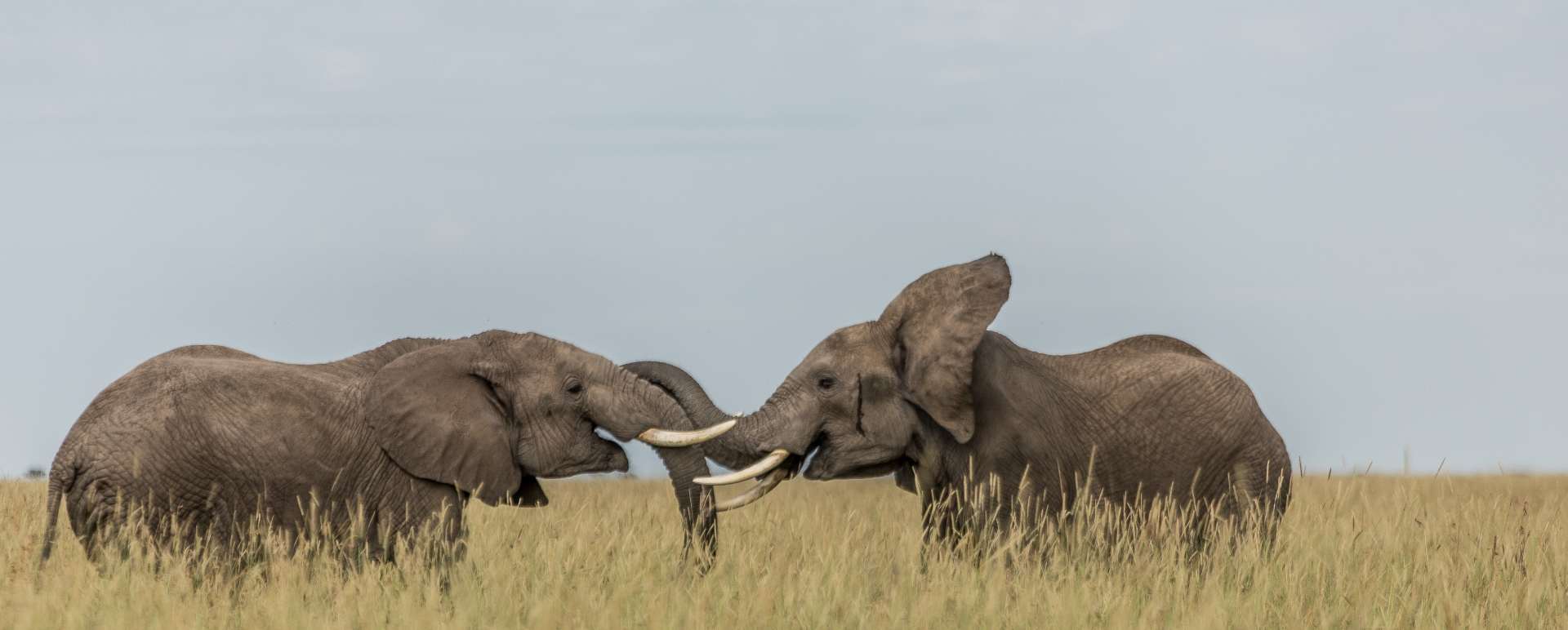 Elephant - Angama Mara