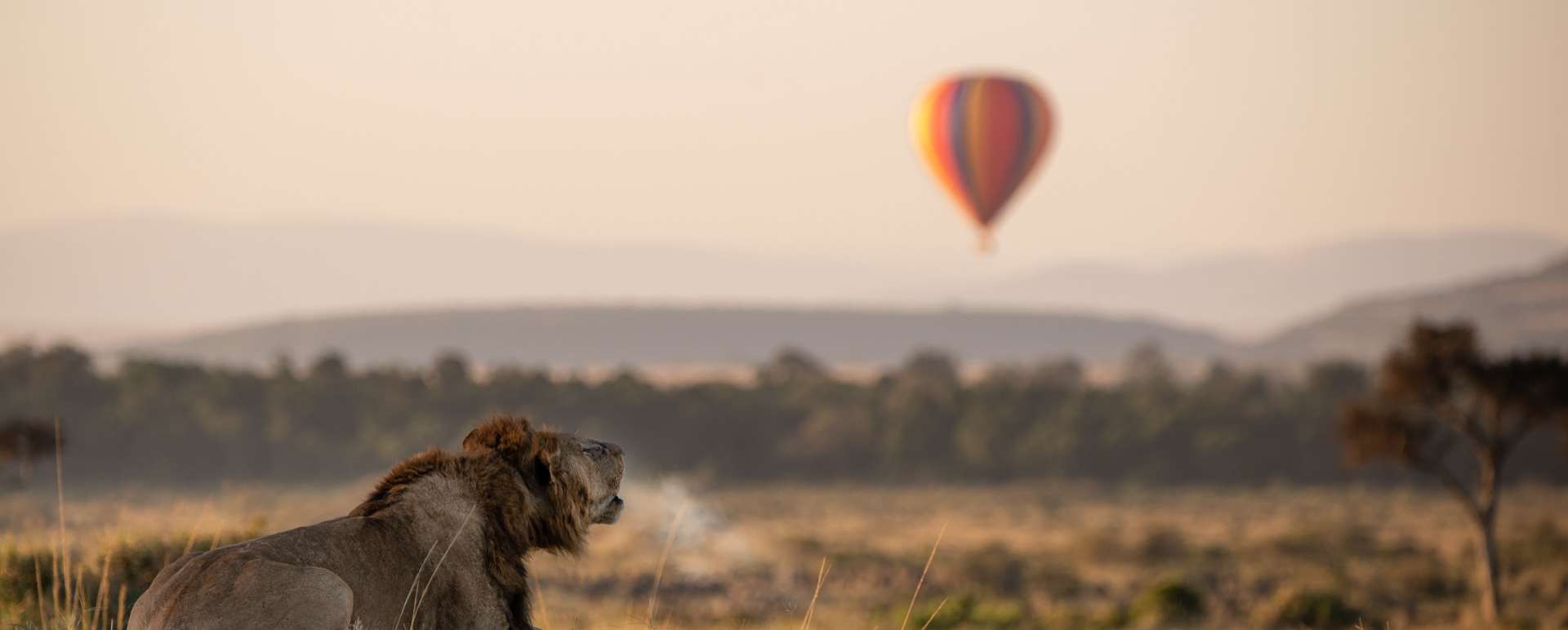 Lion roar balloon background 