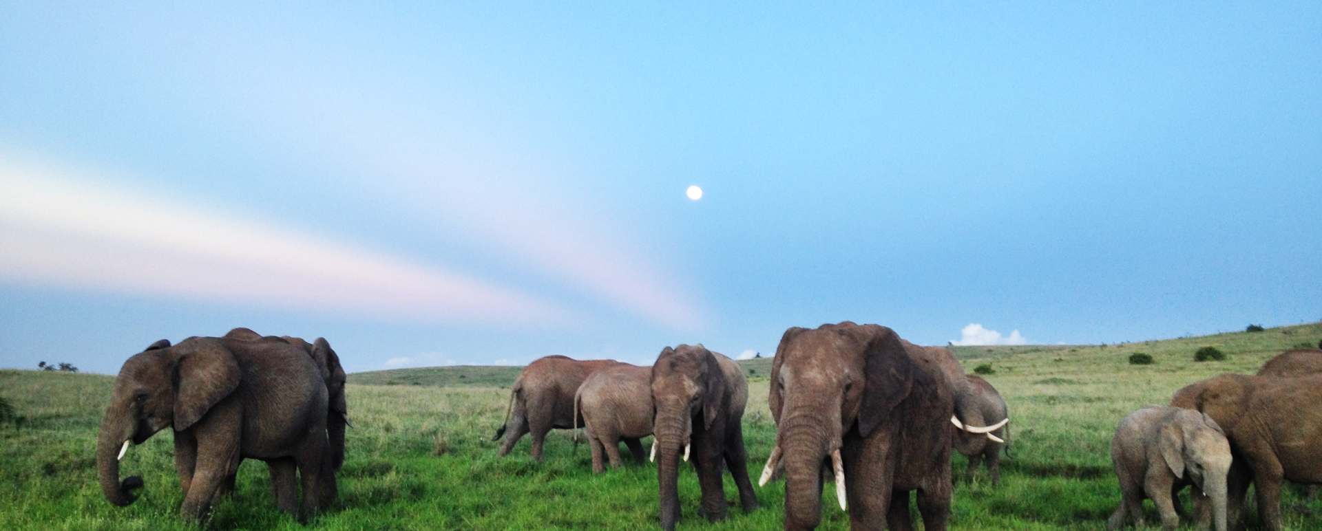 Elephant
