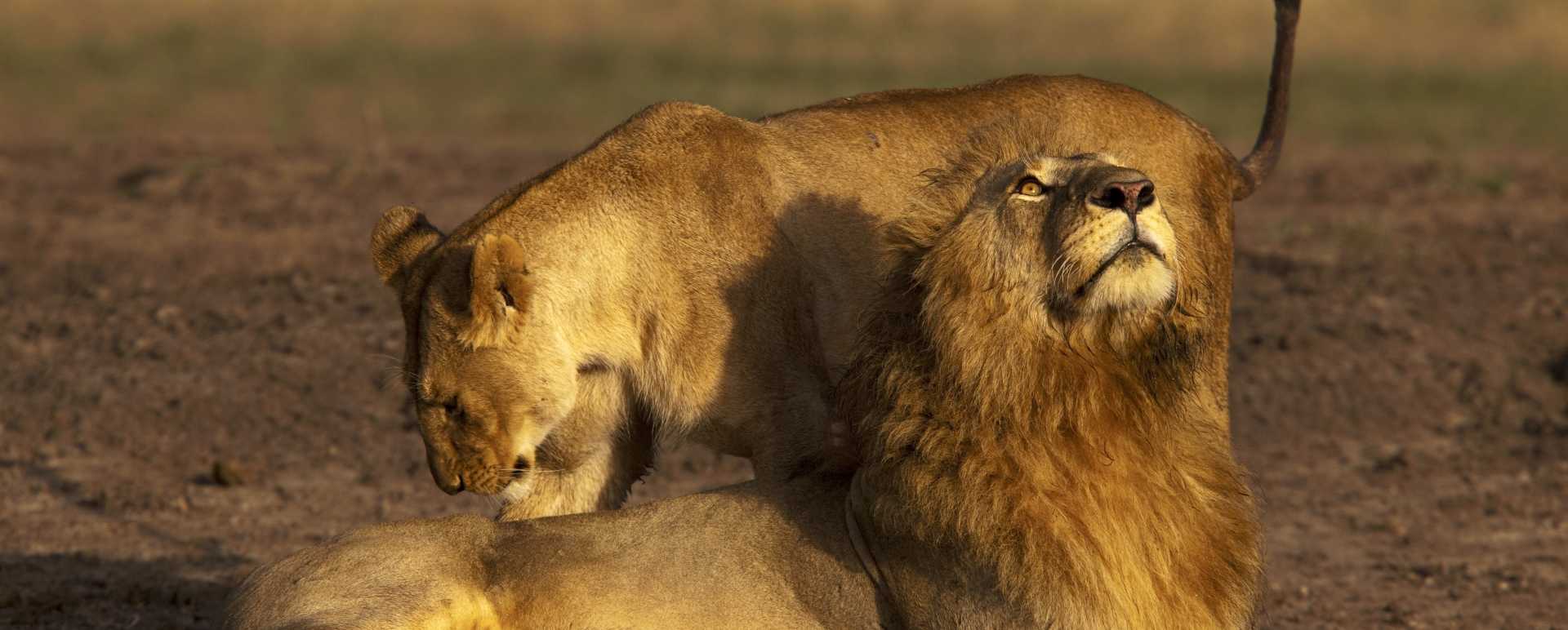 Lions 