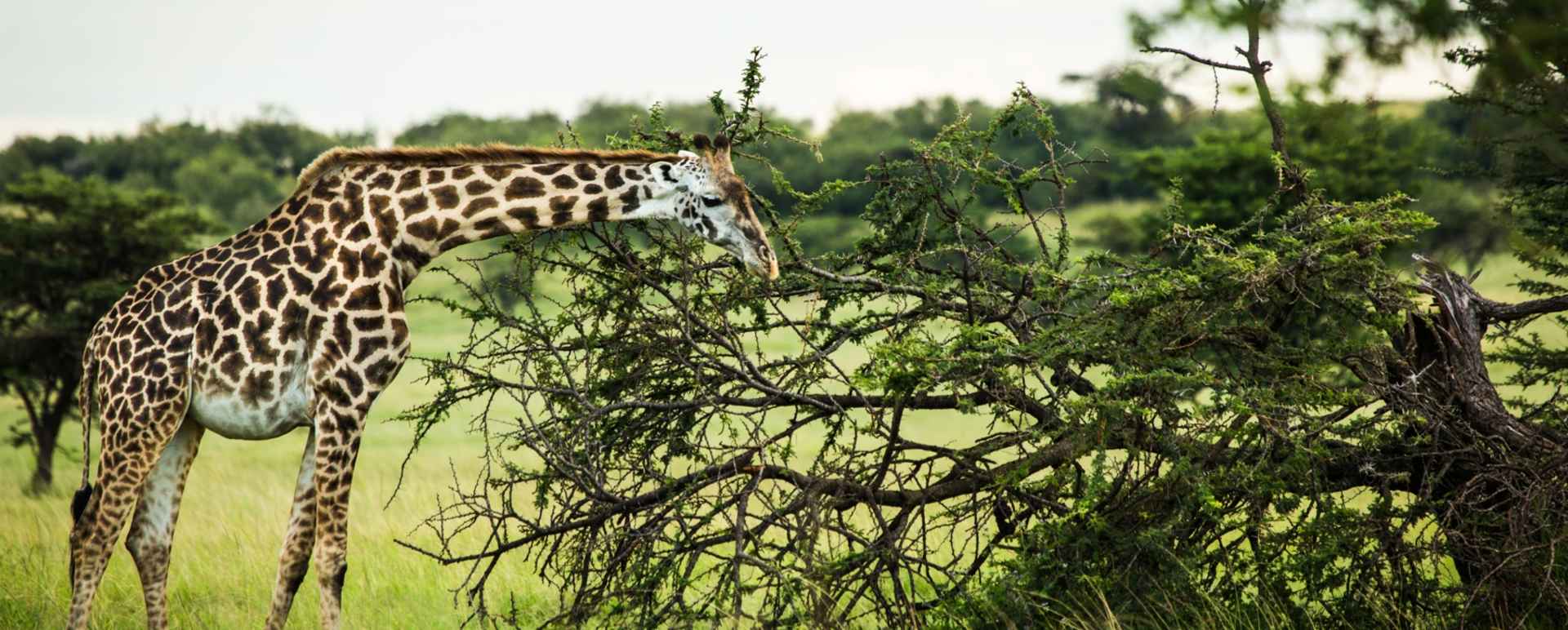 Giraffe 