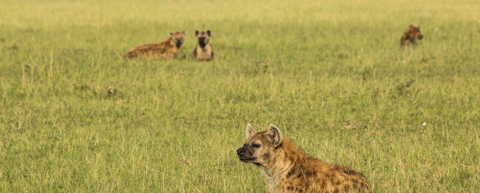 Hyena 